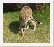 DSC_4224 Cheetah * 628 x 534 * (459KB)